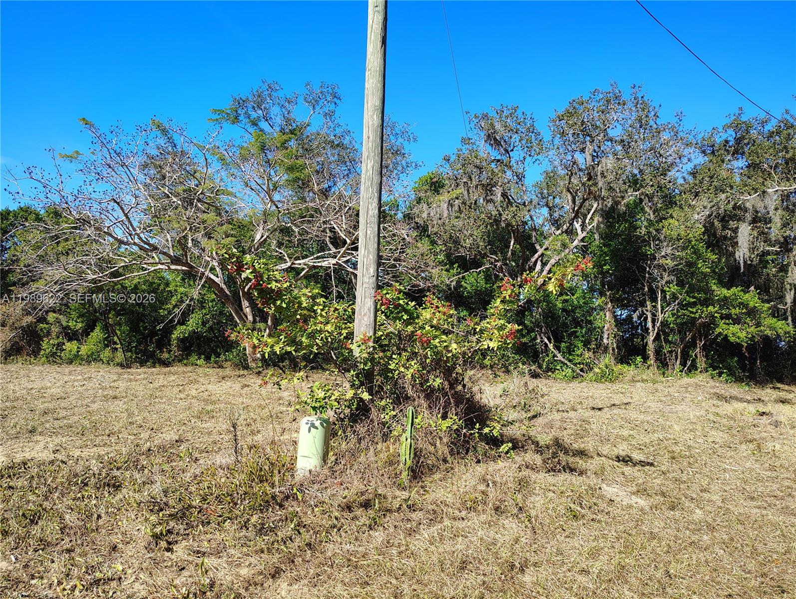 3505 Bethune Road Sebring, FL 33876 - Photo 3 of 3 a view of a yard with plants and tree