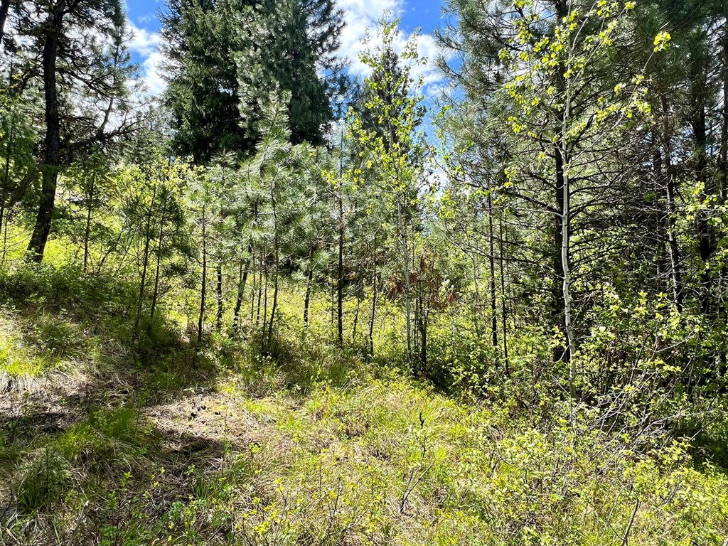 T75-li Cabarton Road, Unit PART I Cascade, ID 83611 - Photo 5 of 15 Mix of Aspens & Evergreens