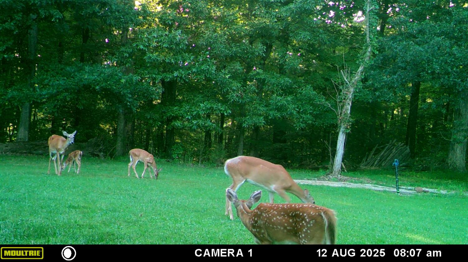 5032 Nell Lee Road Bennington, IN 47011 - Photo 32 of 49