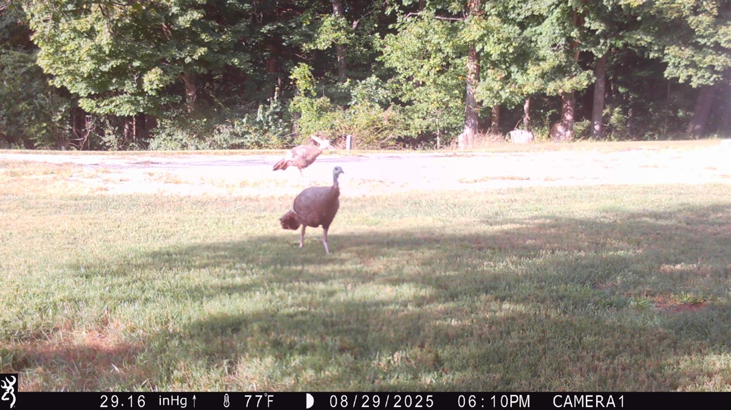 5032 Nell Lee Road Bennington, IN 47011 - Photo 34 of 46