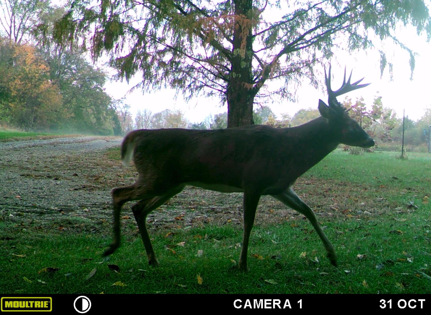 5032 Nell Lee Road Bennington, IN 47011 - Photo 34 of 49