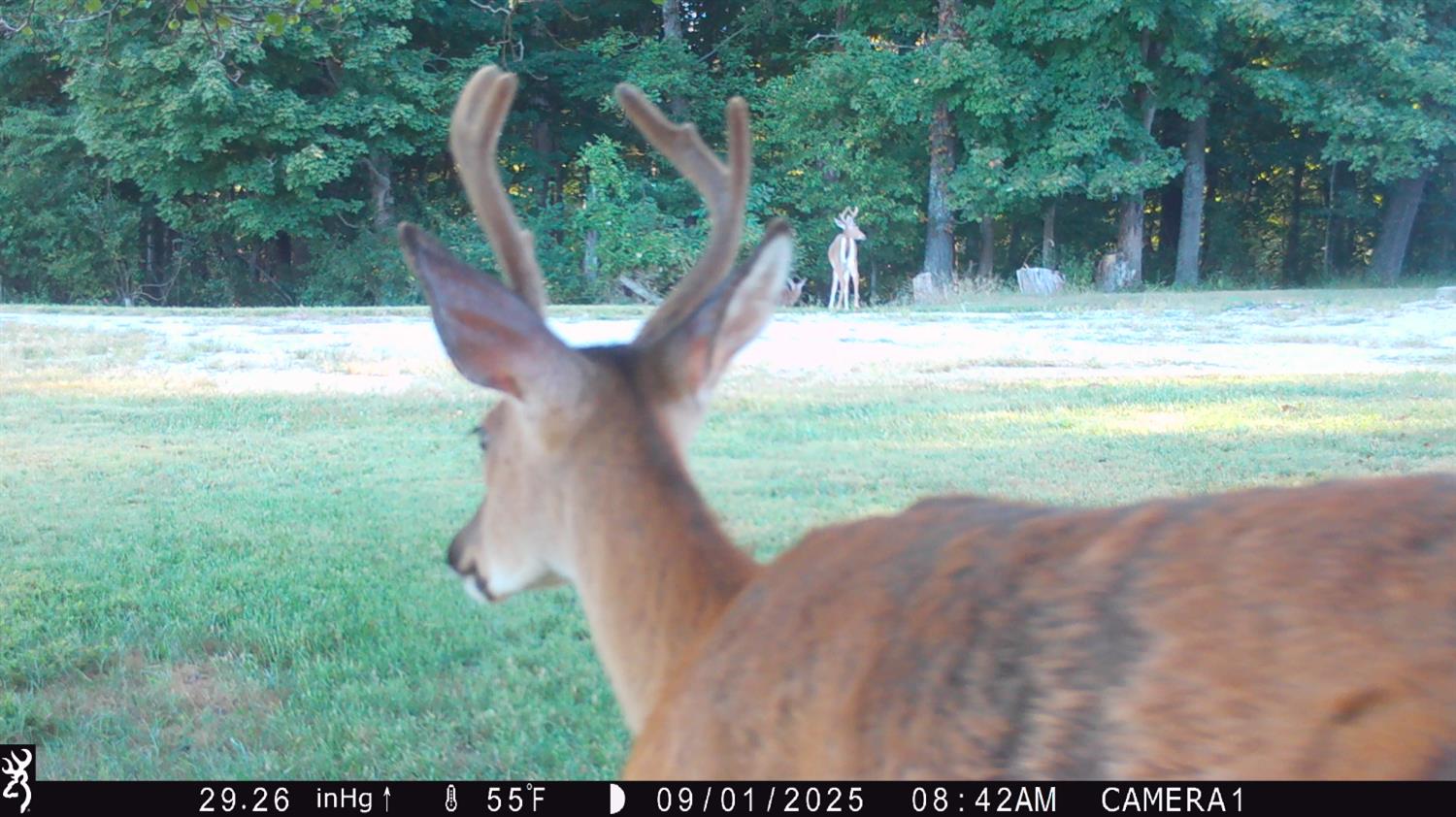 5032 Nell Lee Road Bennington, IN 47011 - Photo 35 of 49