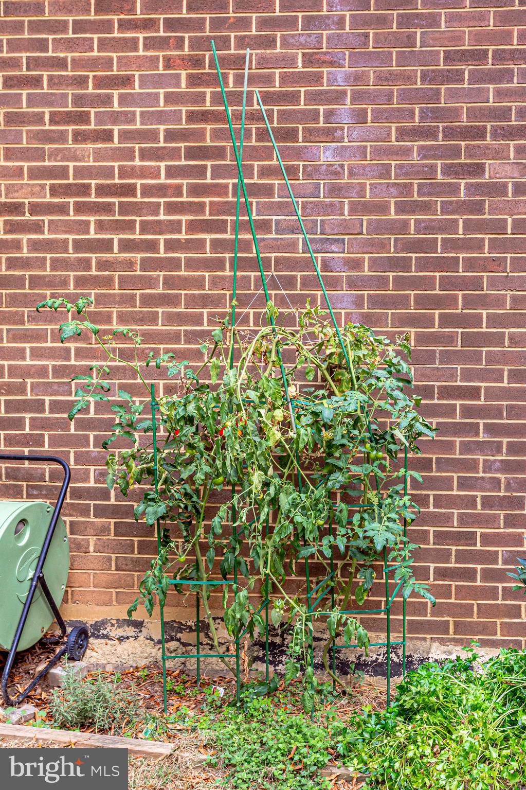 1756 Wainwright Drive Reston, VA 20190 - Photo 34 of 41 Tomatoes convey!