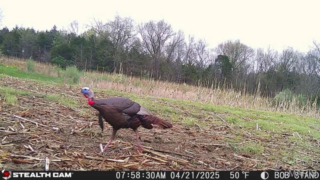 $738,400 | 0 Highway Z Kingdom City Mo 65262, Kingdom City, MO 65262