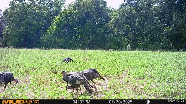 $738,400 | 0 Highway Z Kingdom City Mo 65262, Kingdom City, MO 65262