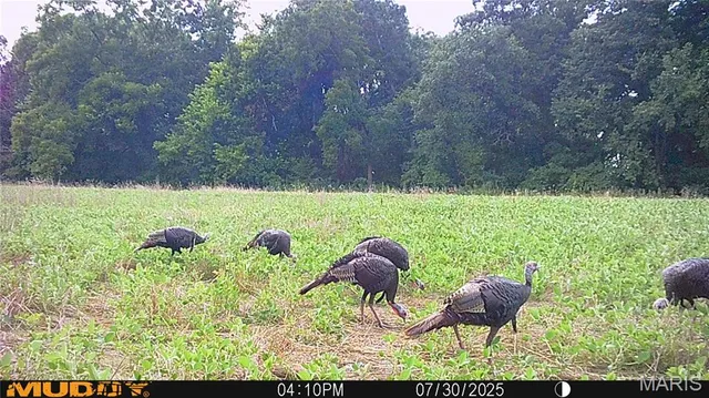 $738,400 | 0 Highway Z Kingdom City Mo 65262, Kingdom City, MO 65262