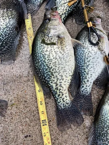 $738,400 | 0 Highway Z Kingdom City Mo 65262, Kingdom City, MO 65262