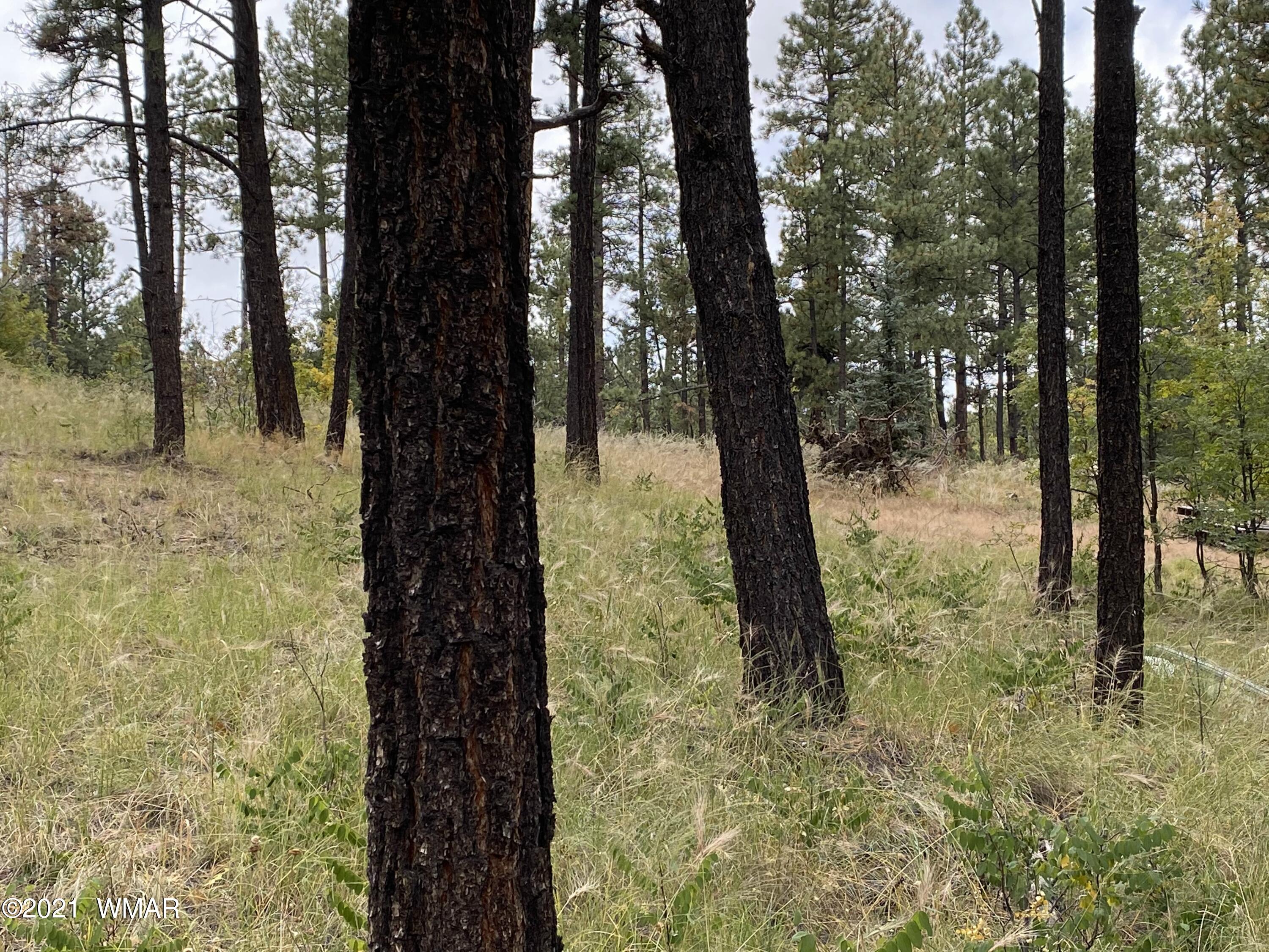 13 County Road Alpine, AZ 85920 - Photo 6 of 24