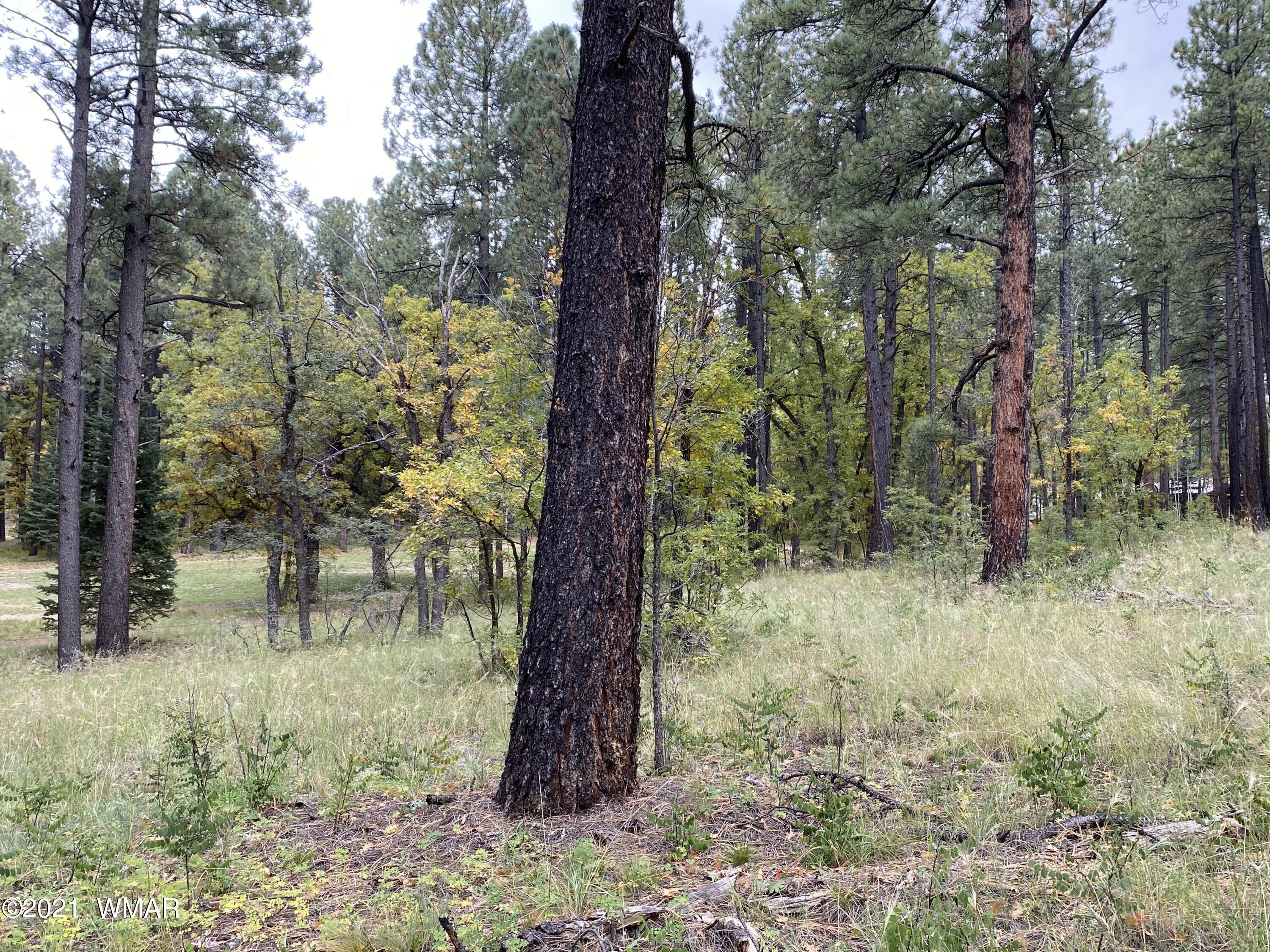 13 County Road Alpine, AZ 85920 - Photo 8 of 24
