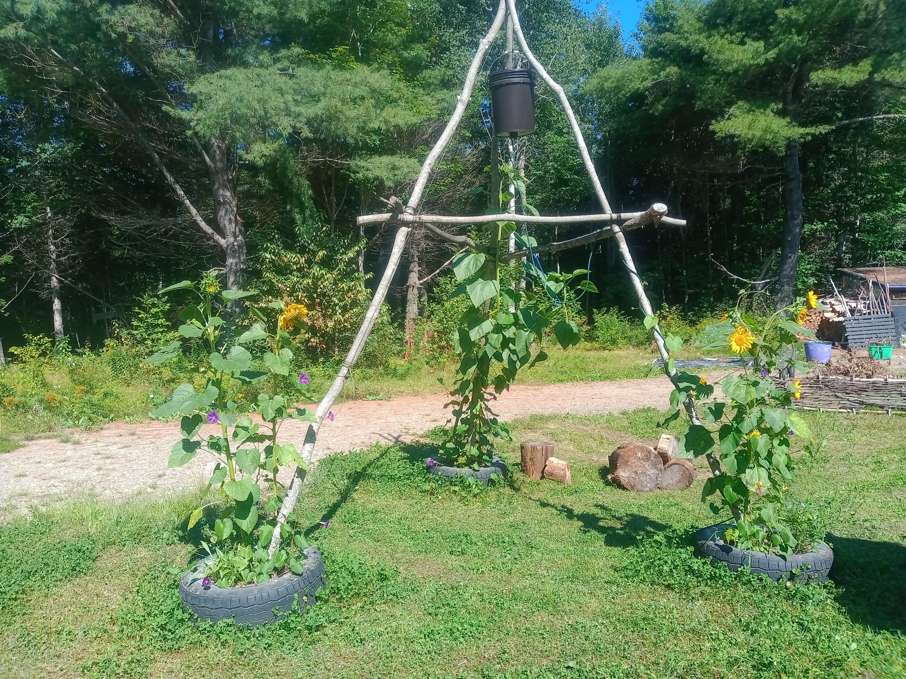 321 North Road Lee, ME 04455 - Photo 18 of 26 sunflowers