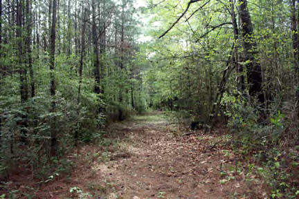 Johnson Rd Summit Magnolia, MS 39652 - Photo 1 of 1 Main View