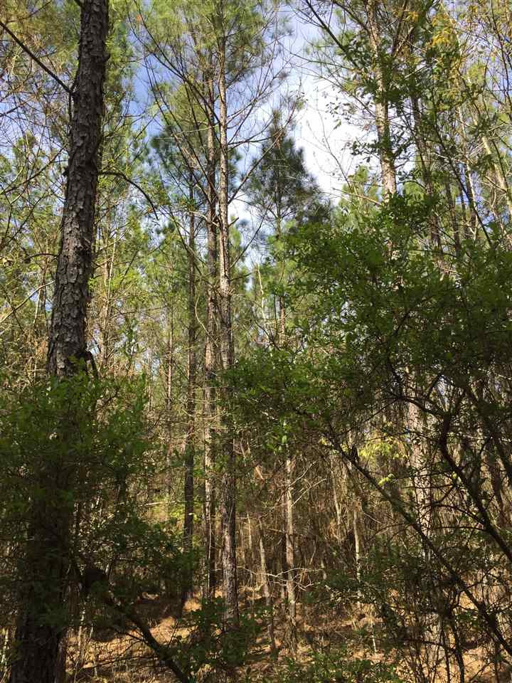 0 Scotland Road Winona, MS 38967 - Photo 1 of 4 Photo 1