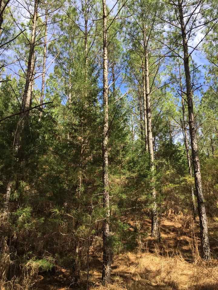 0 Scotland Road Winona, MS 38967 - Photo 2 of 4 Photo 2