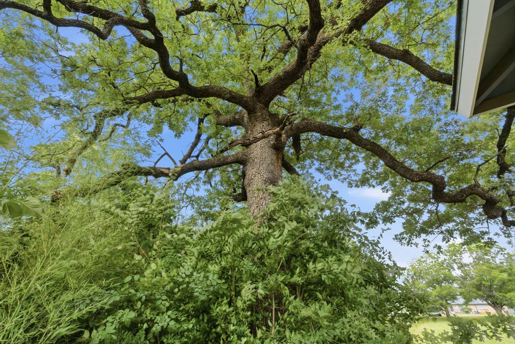 203 North Kickapoo Street Lipan, TX 76462 - Photo 20 of 28 a picture of tree