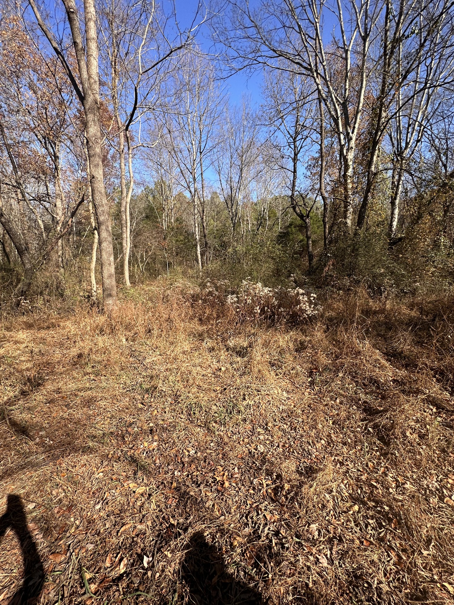 5579 Petigap Road Morrison, TN 37357 - Photo 11 of 16 a view of a yard
