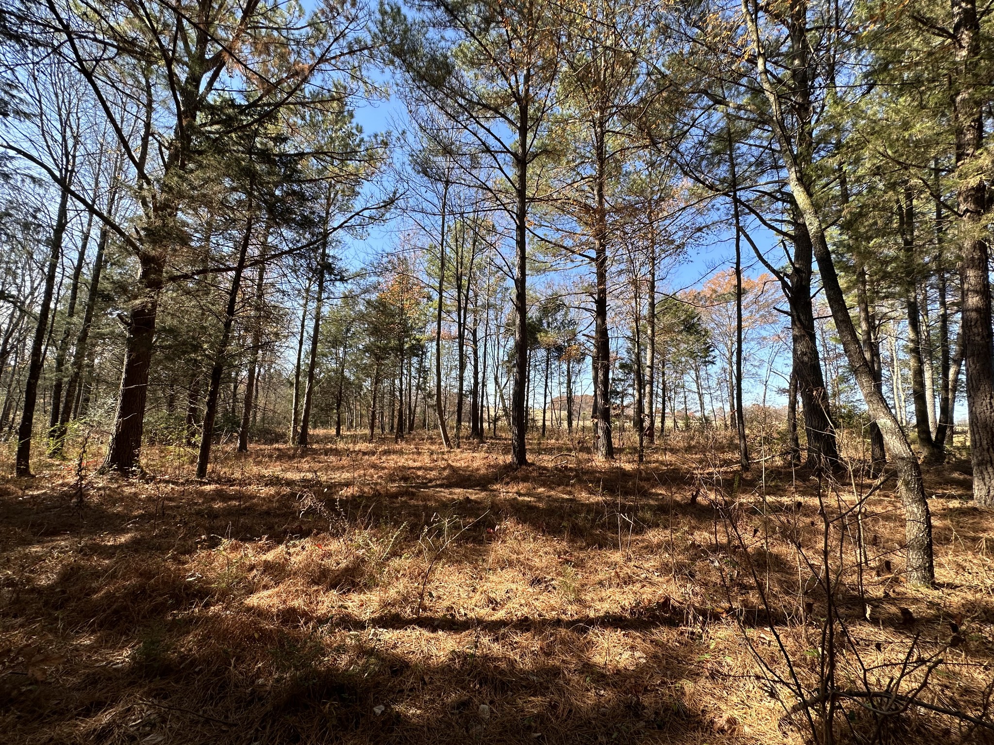 5579 Petigap Road Morrison, TN 37357 - Photo 12 of 16 a backyard of a house with lots of green space