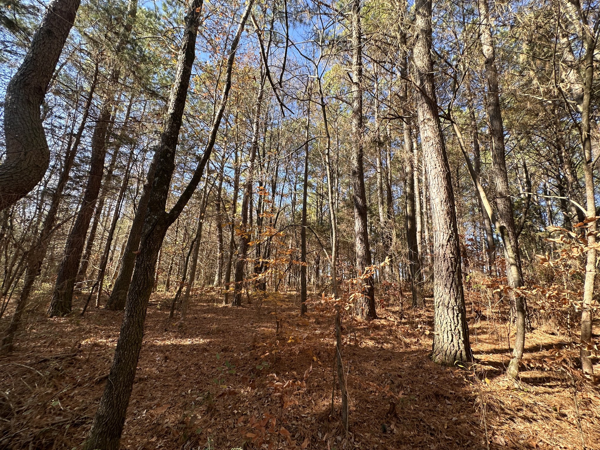 5579 Petigap Road Morrison, TN 37357 - Photo 13 of 16 a view of yard