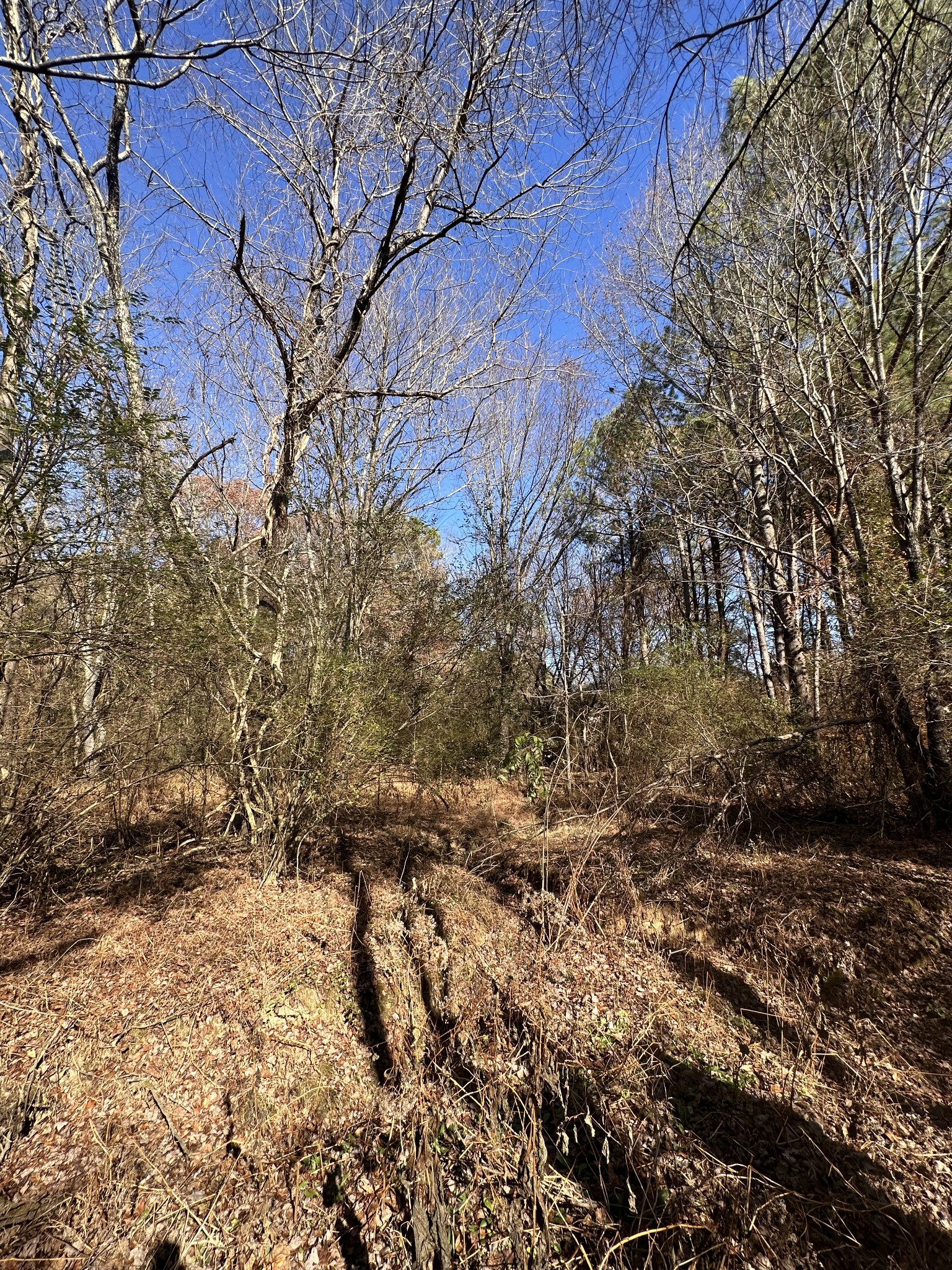 5579 Petigap Road Morrison, TN 37357 - Photo 2 of 16 a view of a yard with trees