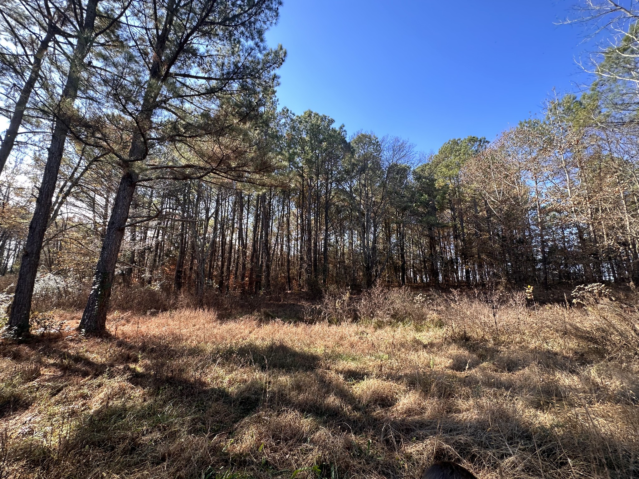 5579 Petigap Road Morrison, TN 37357 - Photo 4 of 16 a view of wooden fence