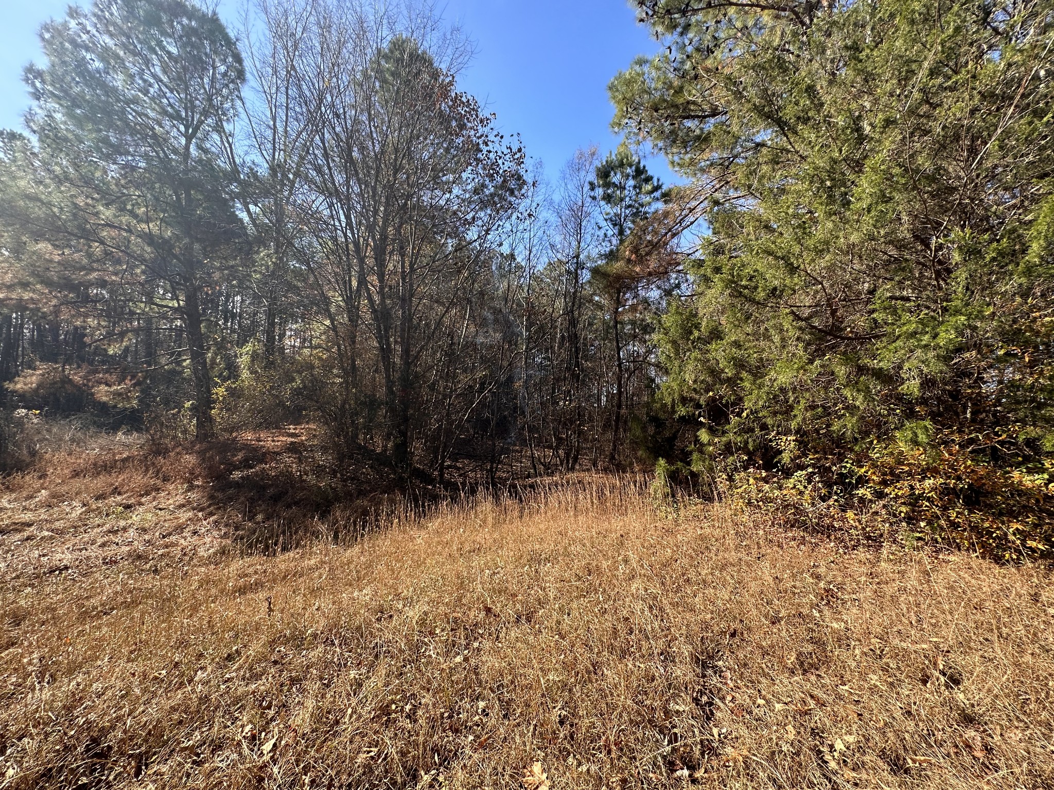 5579 Petigap Road Morrison, TN 37357 - Photo 5 of 16 a view of trees and bushes