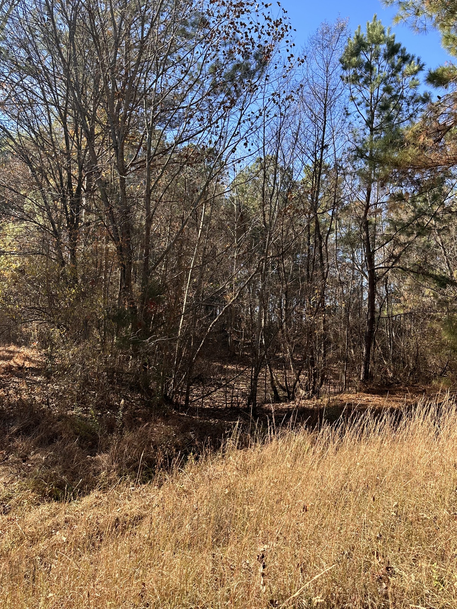 5579 Petigap Road Morrison, TN 37357 - Photo 6 of 16 a view of backyard and trees