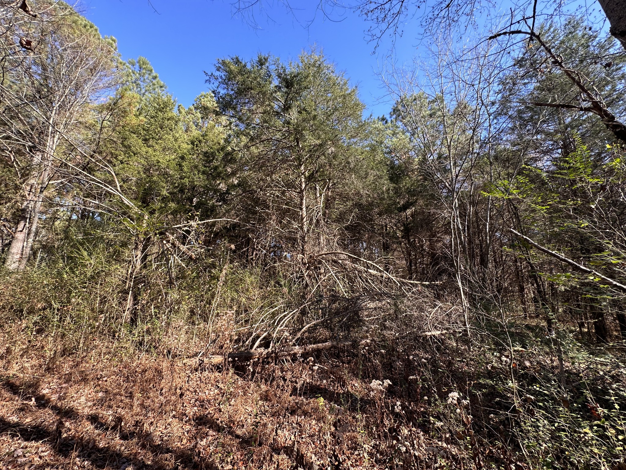 5579 Petigap Road Morrison, TN 37357 - Photo 8 of 16 a view of a yard