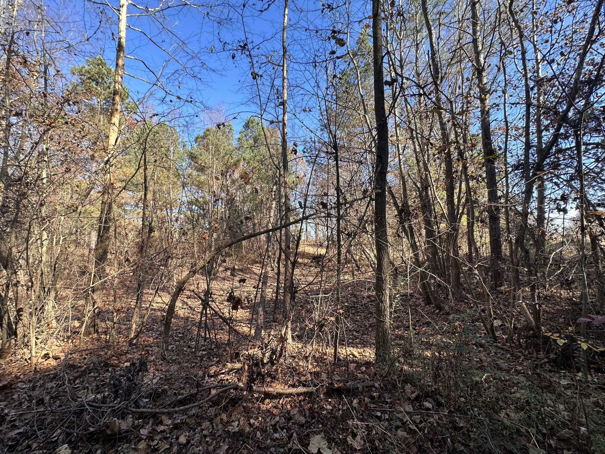5579 Petigap Road Morrison, TN 37357 - Photo 9 of 16 a view of a yard with plants and trees