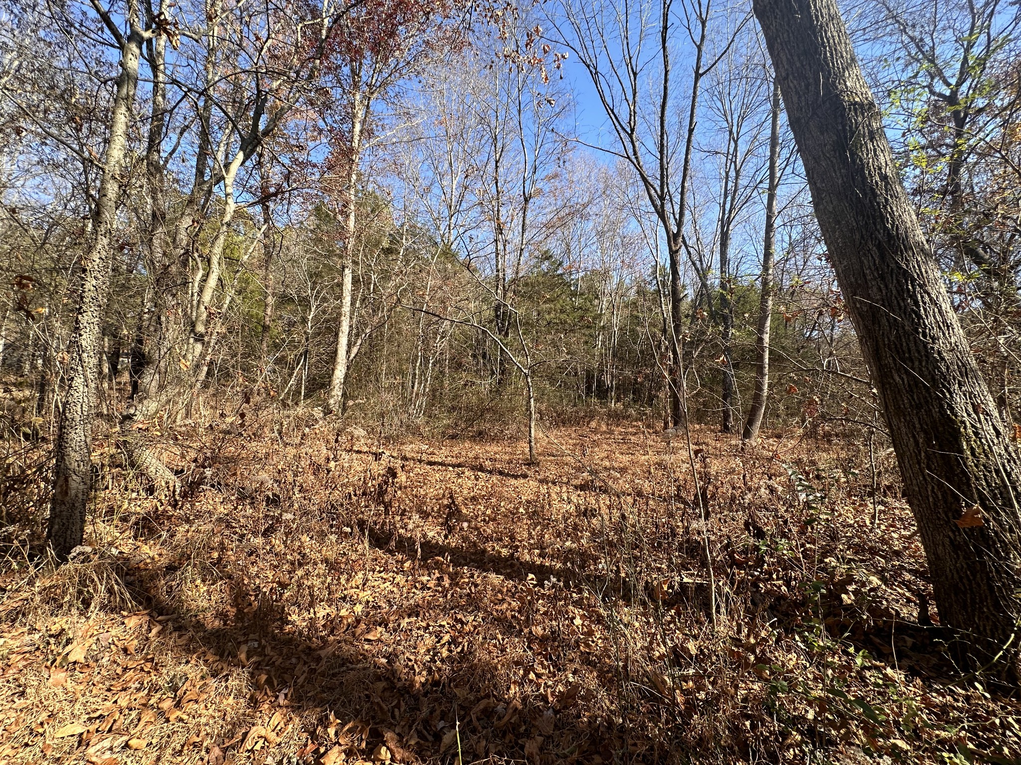5579 Petigap Road Morrison, TN 37357 - Photo 10 of 16 a backyard of a house with lots of green space
