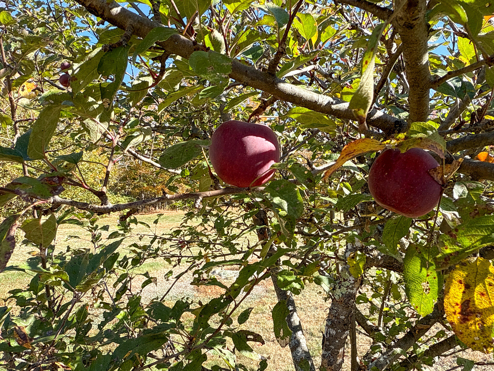 397 West Old Main Road Lowell, ME 04493 - Photo 29 of 33 30