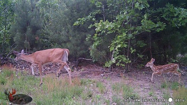 0 Kickland Road Gowen, MI 49326 - Photo 21 of 31 061519