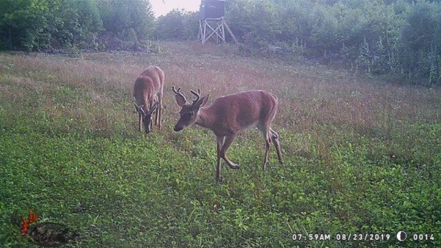 0 Kickland Road Gowen, MI 49326 - Photo 24 of 31 082319-2