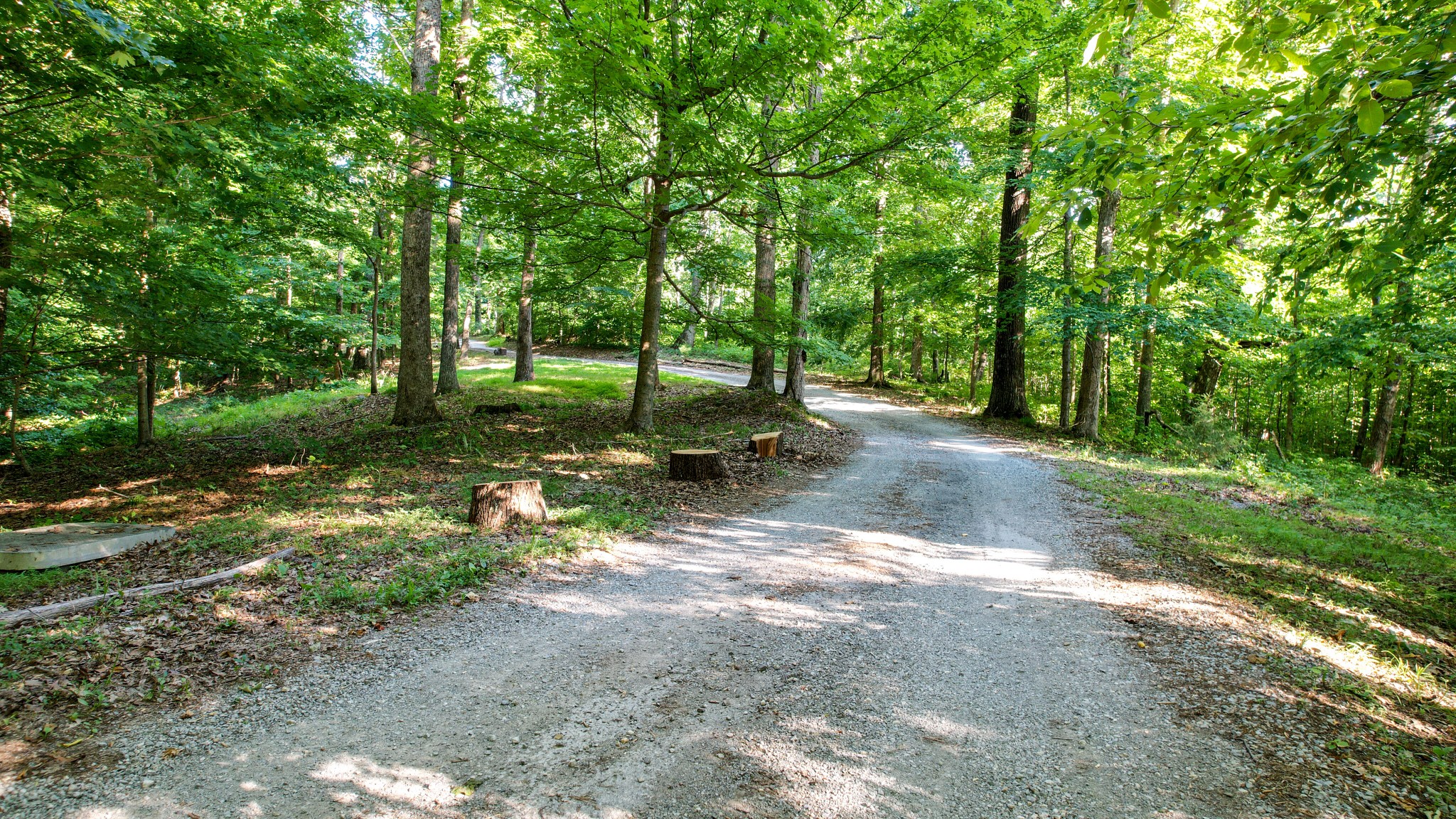 5184 Fire Tower Road Franklin, TN 37064 - Photo 45 of 53 a view of a tree in the middle of a yard
