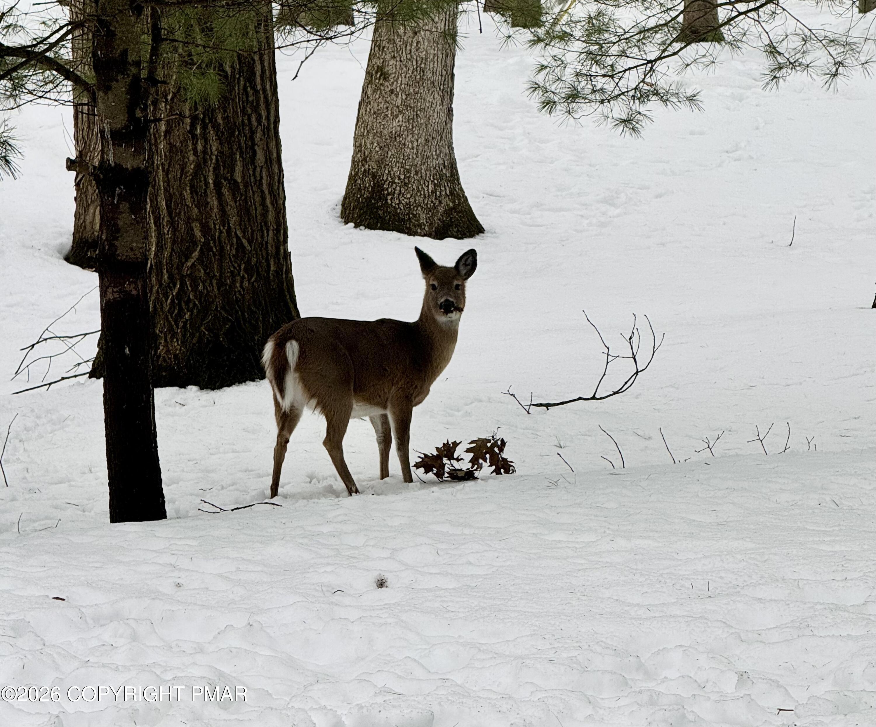 9 Sassafras Road Lake Harmony, PA 18624 - Photo 27 of 35 a view of wooden floor in front of a white house