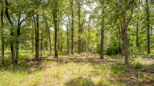 a view of forest