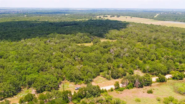 a view of a lush green forest