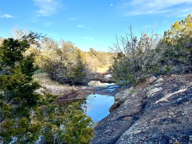 a view of a yard with plants and a large tree