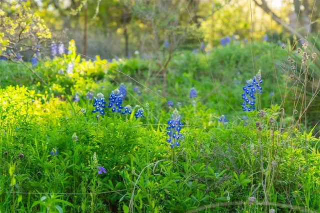 a view of a flower in a garden