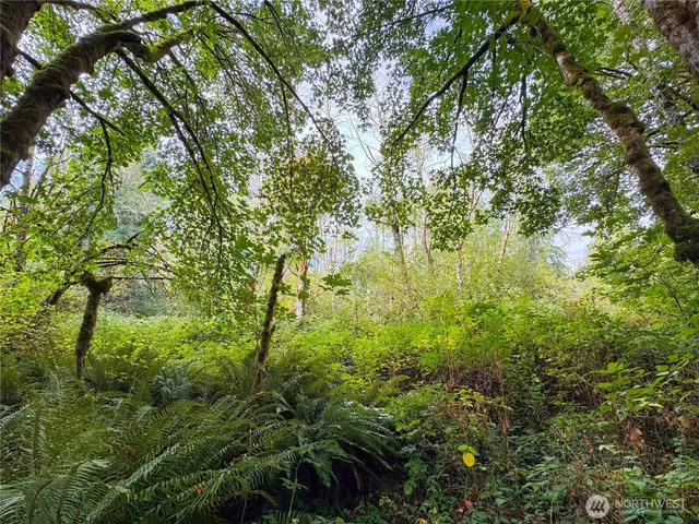 a view of a lush green forest