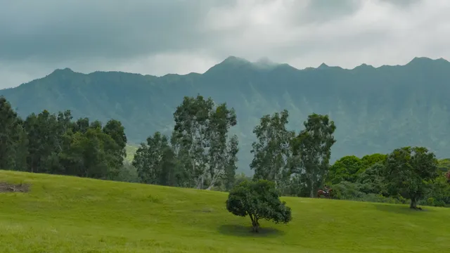 a view of a lush green forest with a mountain