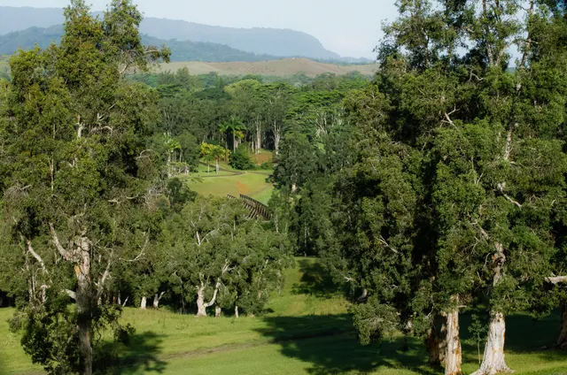a view of a lush green forest with a house