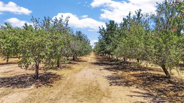 a view of a yard with plants and large trees