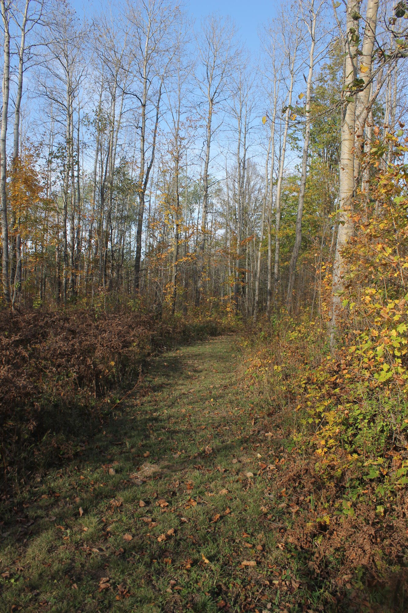 8126 North Petersen Road Frederic, MI 49733 - Photo 59 of 77 Gallery Image 59