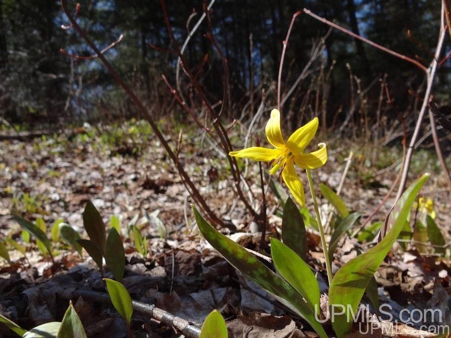 Tbd Celotex Road Michigamme, MI 49946 - Photo 18 of 25