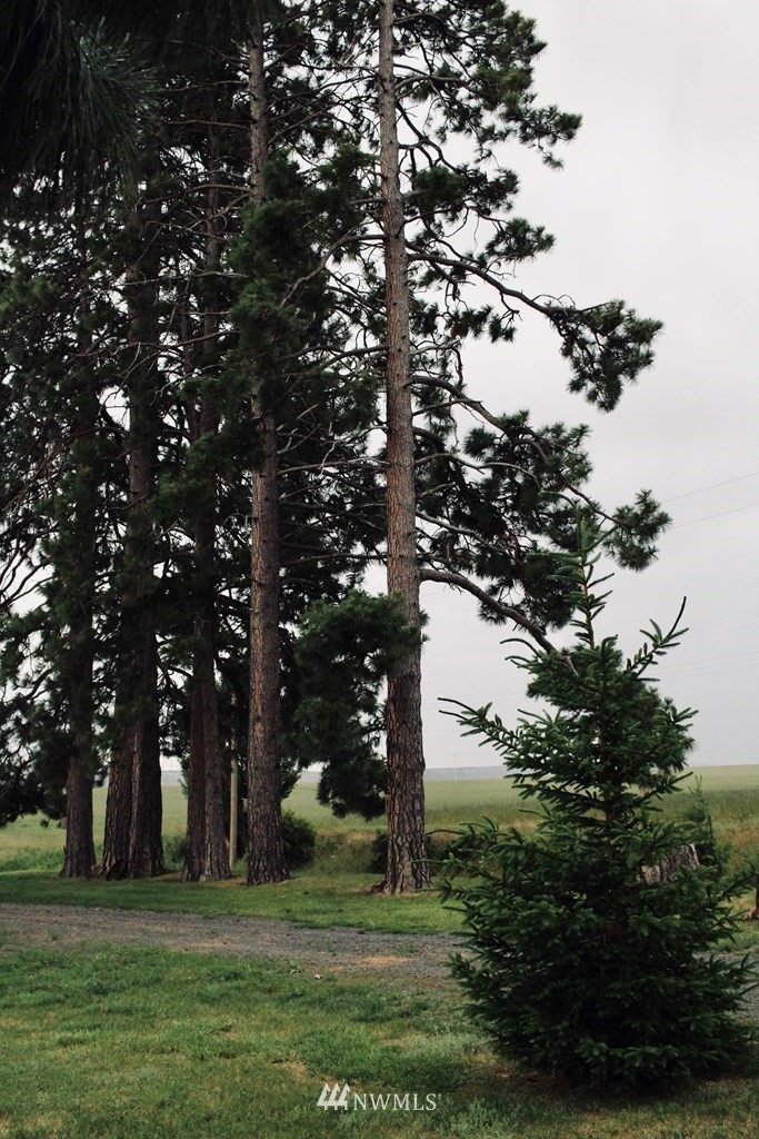 818 Lewis Gulch Road Dayton, WA 99328 - Photo 23 of 29