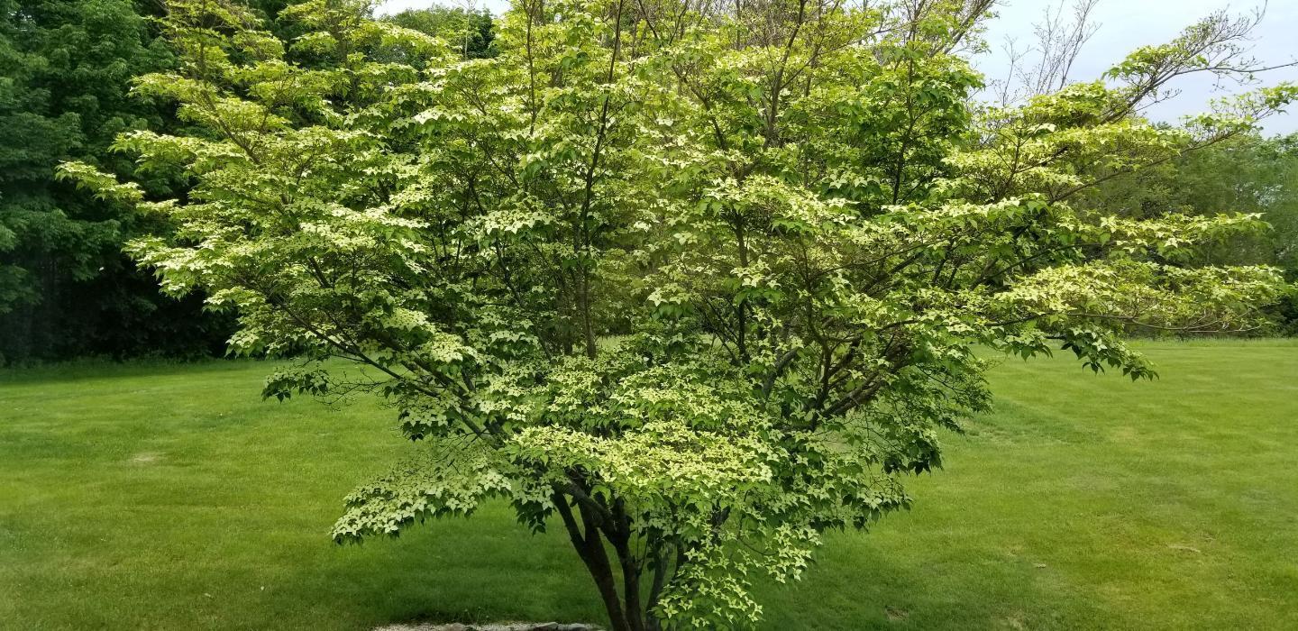 59 Cod Cove Farm Road Edgecomb, ME 04556 - Photo 125 of 141 Resized952019062595112544