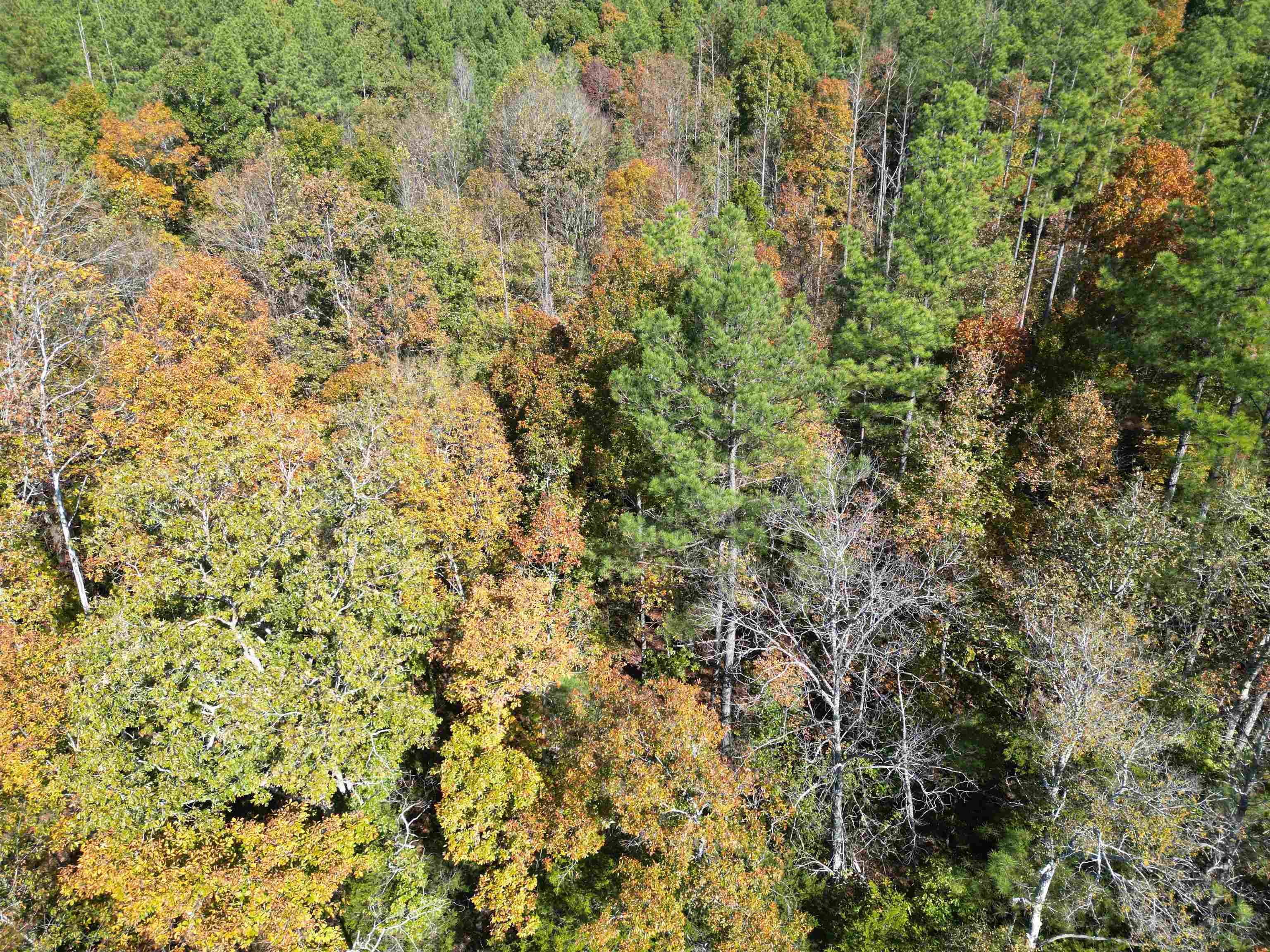 5 Cherry Chapel Loop Savannah, TN 38372 - Photo 17 of 18 a view of a yard with a tree