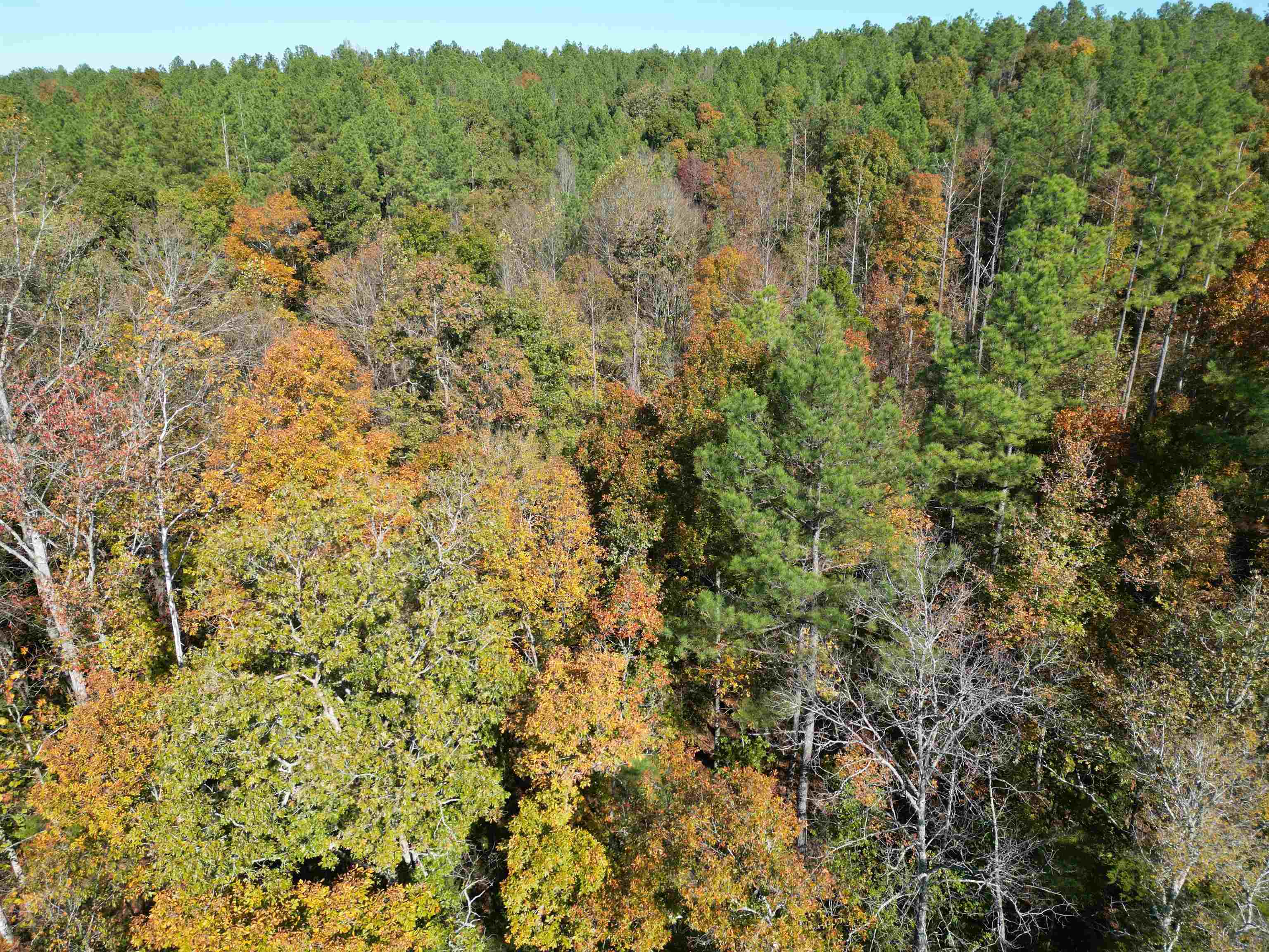 5 Cherry Chapel Loop Savannah, TN 38372 - Photo 18 of 18 a view of a field of grass and trees