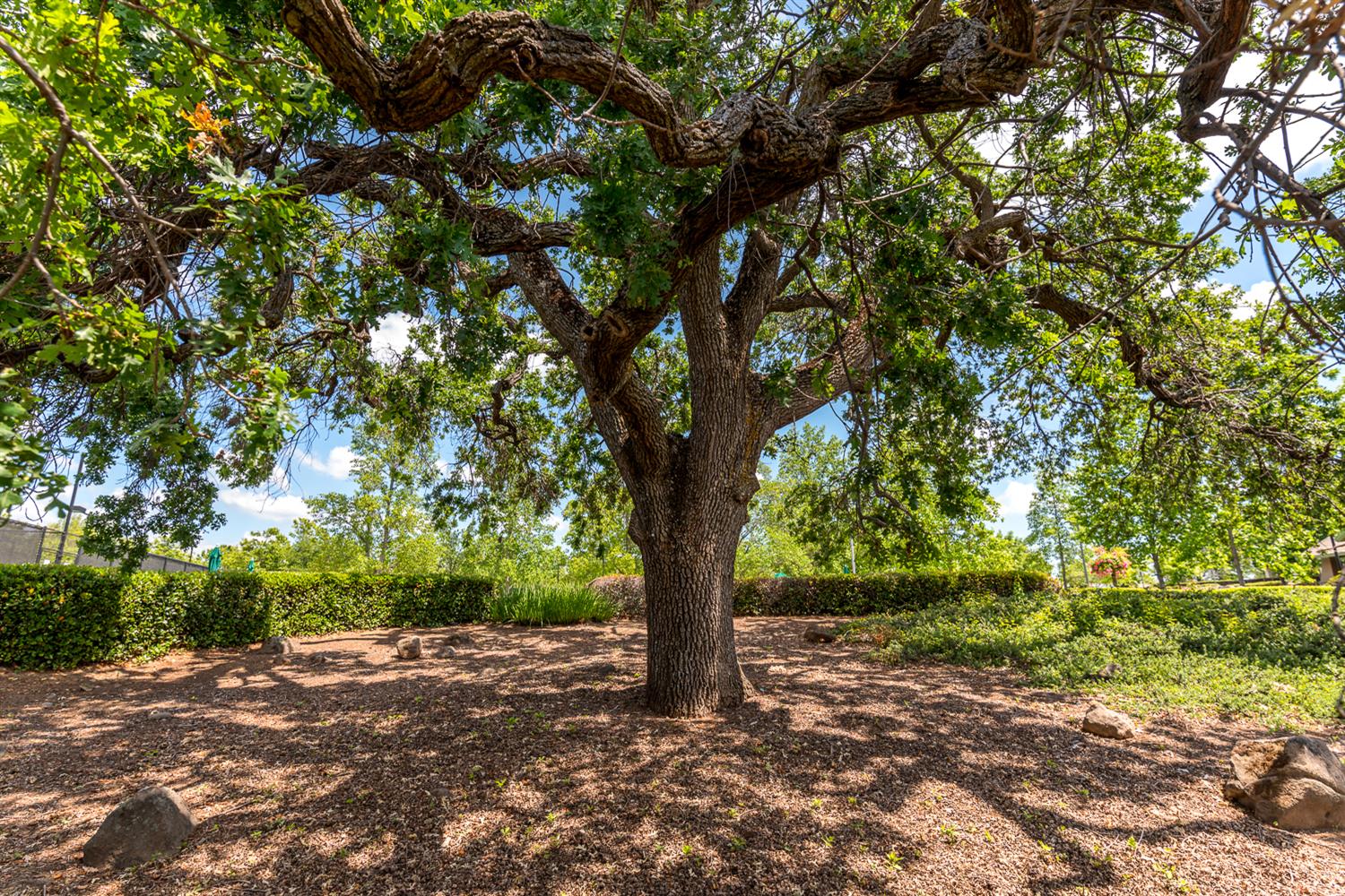 2821 Springfield Drive Rocklin, CA 95765 - Photo 42 of 43 a view of outdoor space and yard