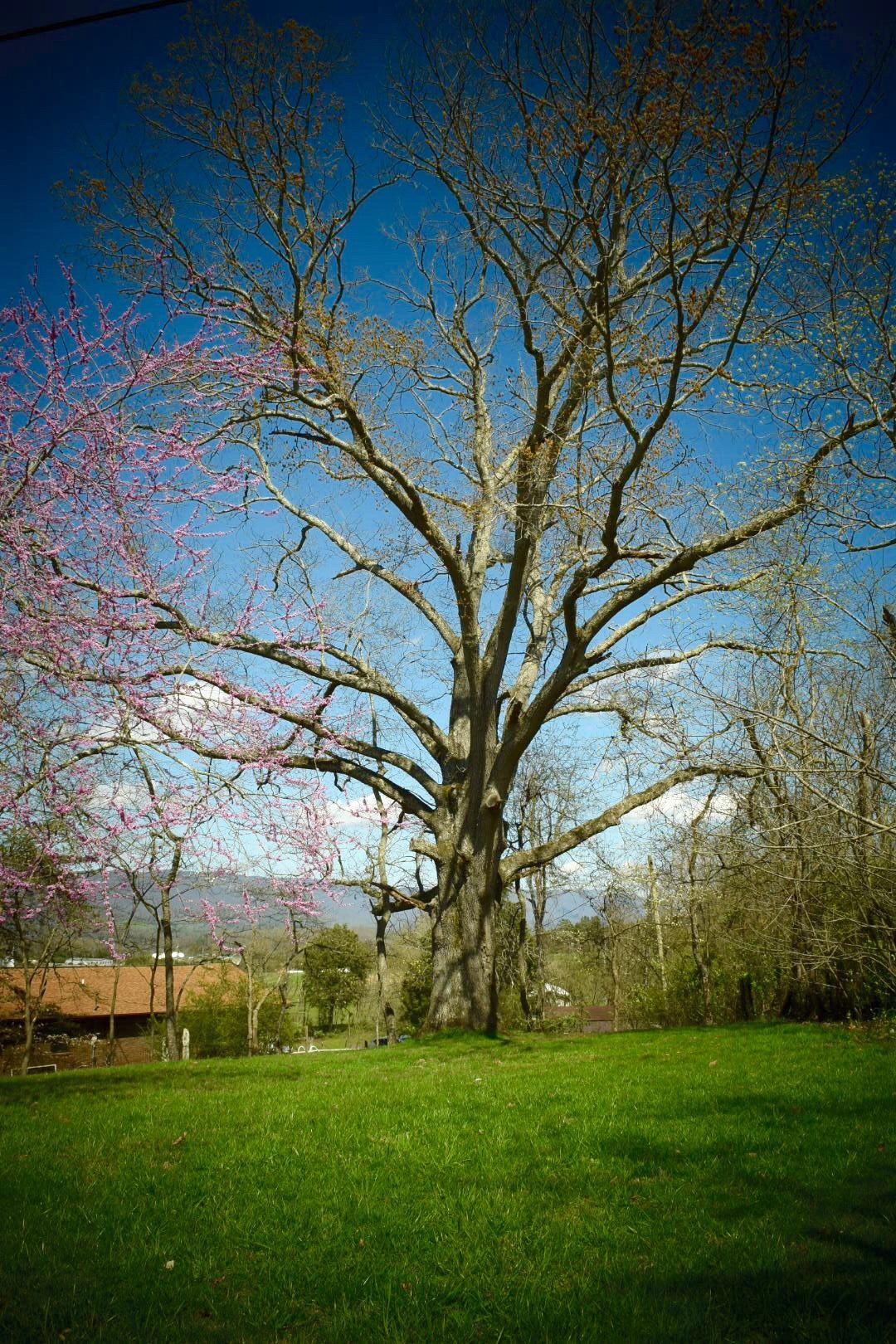 169 Stratford Road Harrogate, TN 37752 - Photo 5 of 20 Registered Tree