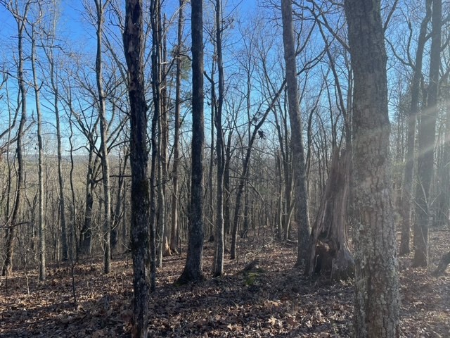 -lot4 Lot4 Mountain Ridge Drive Talbotton, GA 31827 - Photo 7 of 13